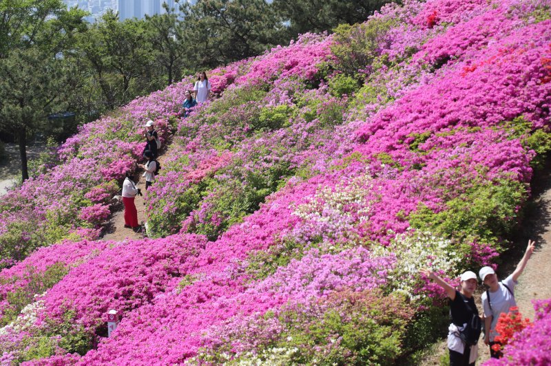 부산 부산진구 백양산 정상 애진봉 철쭉동산을 찾은 등산객들이 만개한 철쭉을 배경으로 사진을 찍고 있다.2025.4.30/뉴스1 ⓒ News1 윤일지 기자