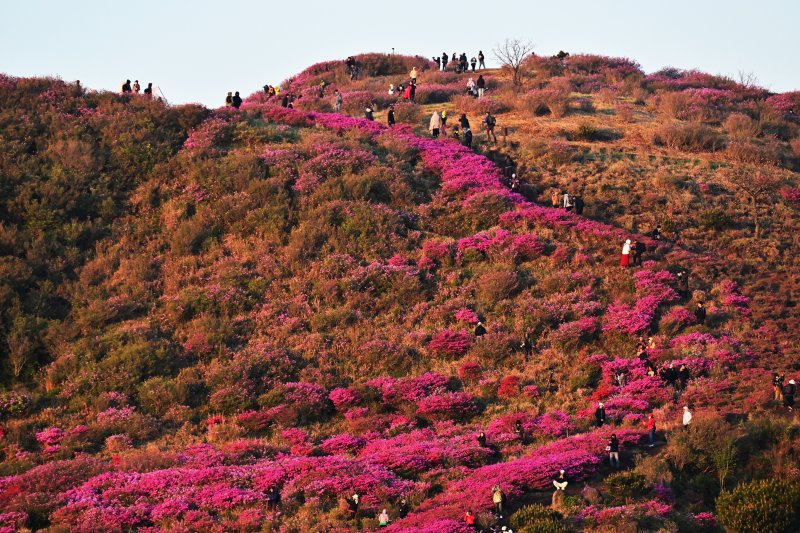 [합천=뉴시스] 차용현 기자 = 4일 오전 경남 합천군 황매산 정상에 화려한 철쭉이 꽃망울을 터뜨려 장관을 이루고 있다. 매년 5월이면 만개하는 황매산 철쭉은 전국 최대 규모로 올해도 어김없이 봄의 절정을 알리며 수많은 상춘객을 유혹하고 있다. 2025.05.04. con@newsis.com
