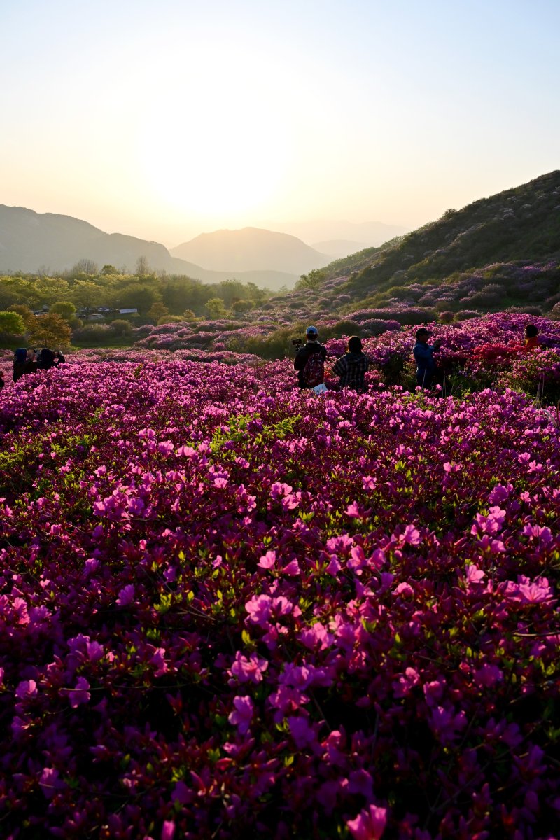 [합천=뉴시스] 차용현 기자 = 4일 오전 경남 합천군 황매산 정상에 화려한 철쭉이 꽃망울을 터뜨려 장관을 이루고 있다. 매년 5월이면 만개하는 황매산 철쭉은 전국 최대 규모로 올해도 어김없이 봄의 절정을 알리며 수많은 상춘객을 유혹하고 있다. 2025.05.04. con@newsis.com