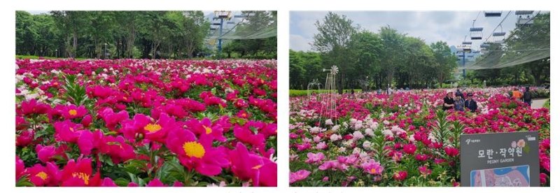 서울대공원 테마가든 모란·작약원 (출처=연합뉴스)