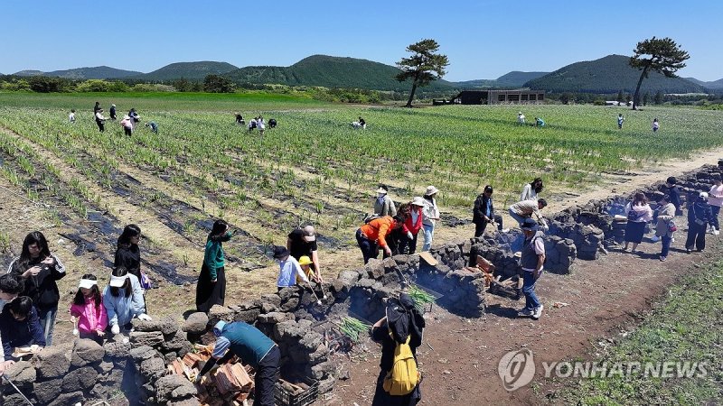 보롬왓 '파릇파릇 대파축제' (출처=연합뉴스)
