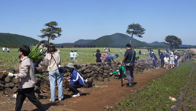 [서귀포=뉴시스] 우장호 기자 = 맑은 날씨를 보인 4일 오후 제주 서귀포시 표선면 보롬왓 농장에서 열린 '파릇파릇 대파축제'에서 입장객들이 대파 구워 먹기 체험을 하며 즐거운 시간을 보내고 있다. 2025.05.04. woo1223@newsis.com