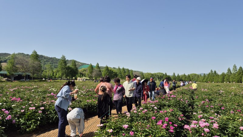 합천군 핫들생태공원의 작약꽃(합천군 제공. 재판매 및 DB금지). 2025.5.4