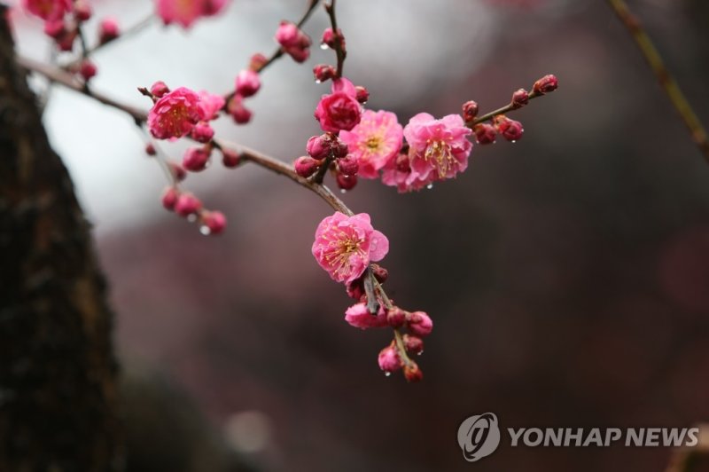 봄비 (출처=연합뉴스)