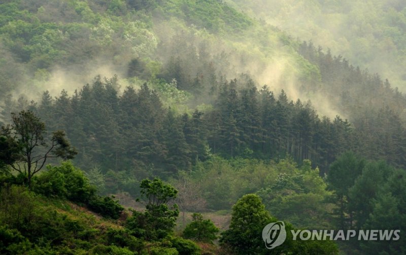 송홧가루 내뿜는 소나무들 (출처=연합뉴스)