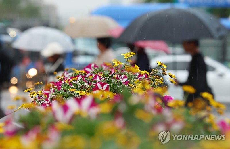 봄비 (출처=연합뉴스)