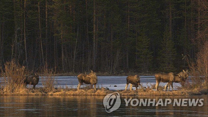스웨덴 말코손바닥사슴떼 (출처=연합뉴스)