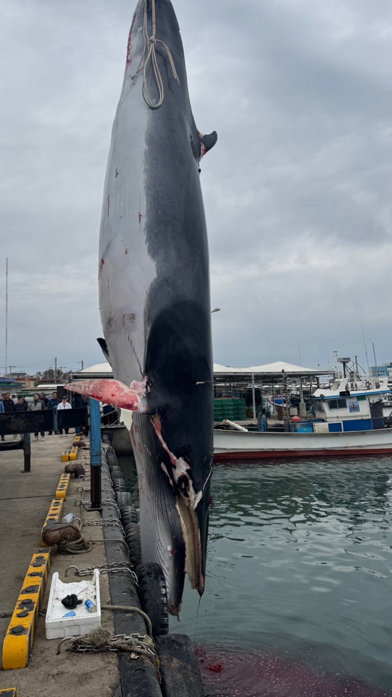 혼획된 밍크고래.(사진=포항해양경찰서 제공)