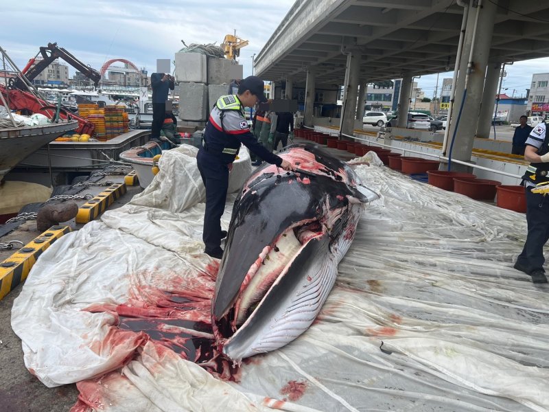 혼획된 밍크고래.(사진=포항해양경찰서 제공)