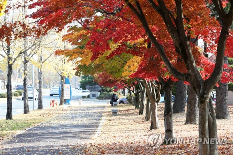 경주 보문단지 단풍길 (출처=연합뉴스)