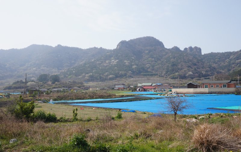 하조도에서 가장 높은 해발 234m의 돈대산. 하조도등대가 있는 신금산에서 돈대산까지 능선을 따라 등산로가 개설돼 있다. 사진 오른쪽 봉긋 솟은 돈대봉과 손가락 바위 2025.5.2/뉴스1 ⓒ News1 조영석 기자