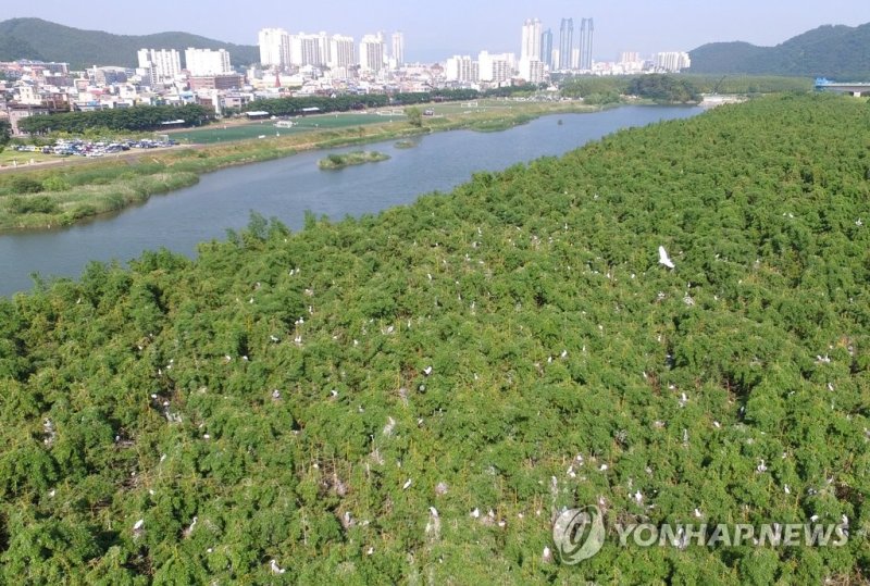 백로로 뒤덮인 태화강 삼호대숲 (출처=연합뉴스)