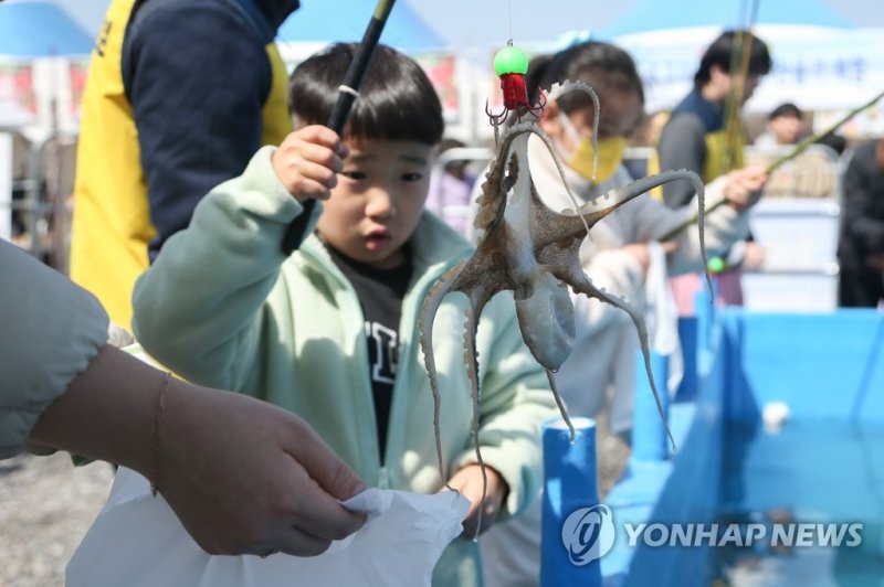 주꾸미 낚시 체험 (출처=연합뉴스)