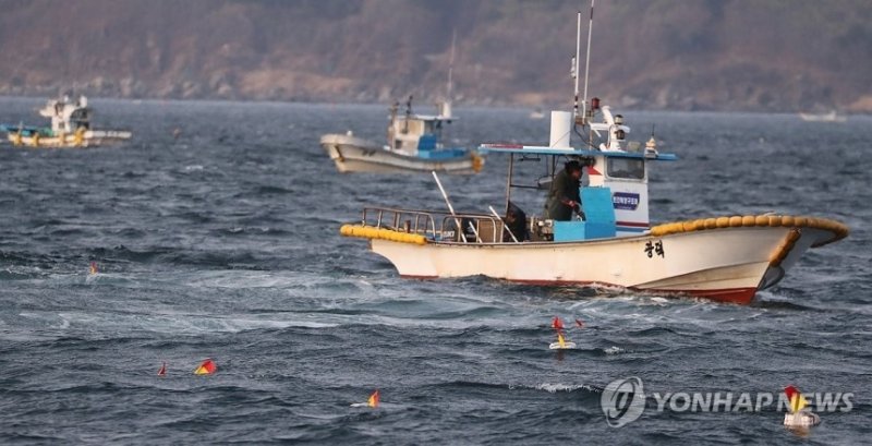 동해 최북단 저도어장 개장 (출처=연합뉴스)