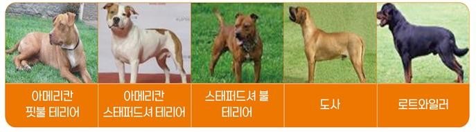 ▲맹견 5종. 연합뉴스 제공