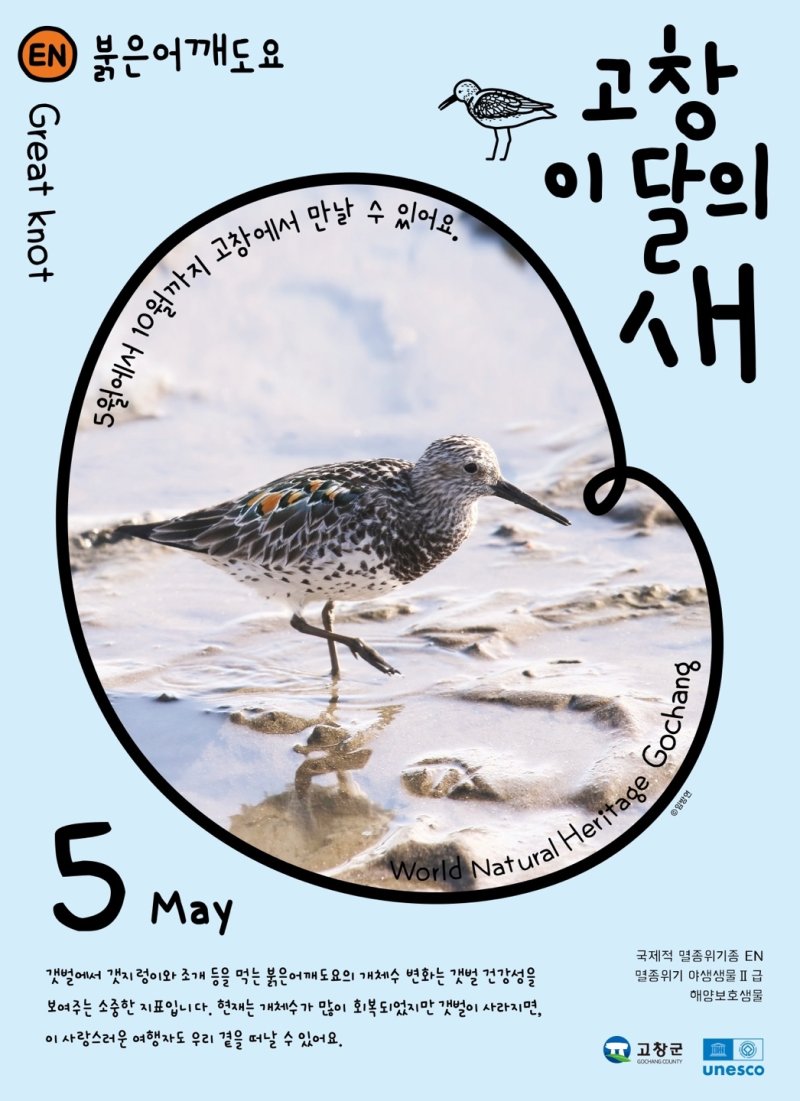 고창군이 5월 ‘고창갯벌 이달의 새’로 멸종위기 철새인 ‘붉은어깨도요’를 선정했다.(고창군 제공, 재판매 및 DB금지)