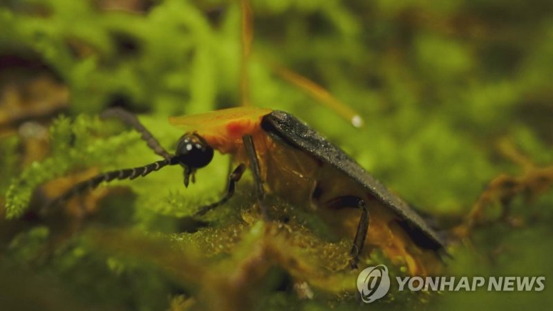 무주군 상징물 '반딧불이' (출처=연합뉴스)