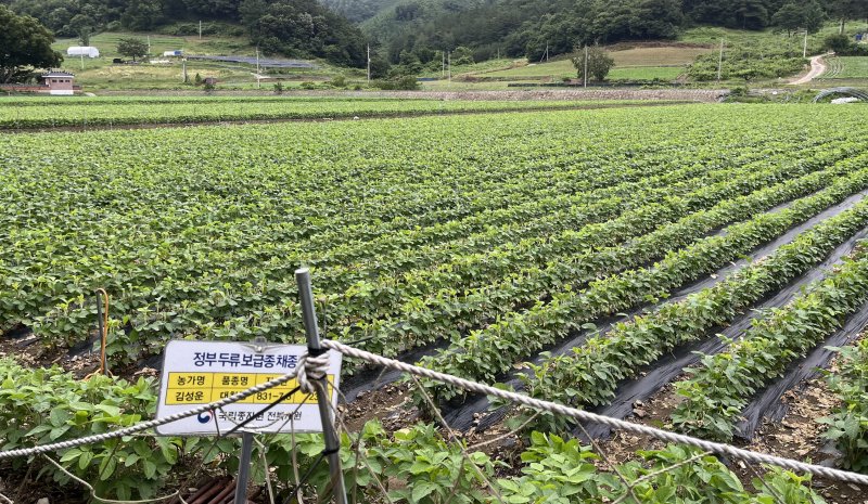 [임실=뉴시스] 농촌진흥청은 콩 재배 시기를 맞아 종자 준비부터 재배지 선정, 심는 방법까지 안정적인 생산을 위한 핵심 요령을 7일 소개했다. 사진은 임실 논콩 재배단지. 2025.03.04. photo@newsis.com *재판매 및 DB 금지