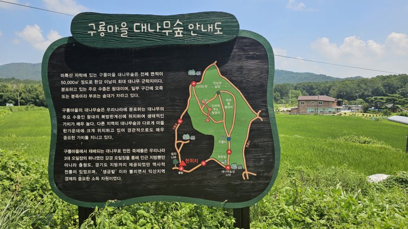 전북 익산시 구룡마을 대나무숲.
