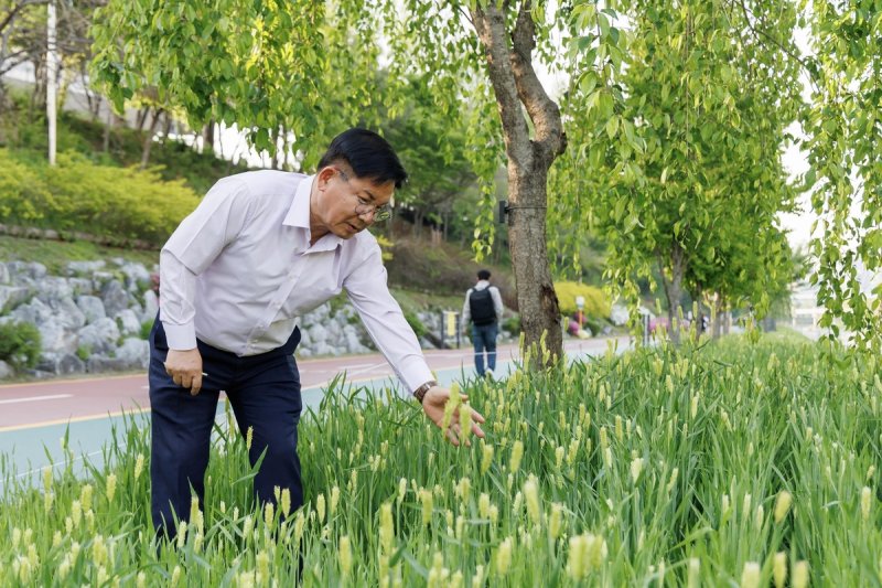 월드컵천 청보리를 살펴보는 박강수 구청장 (출처=연합뉴스)