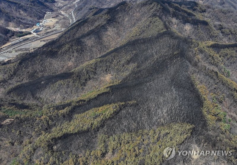 산림 할퀸 산불 (출처=연합뉴스)