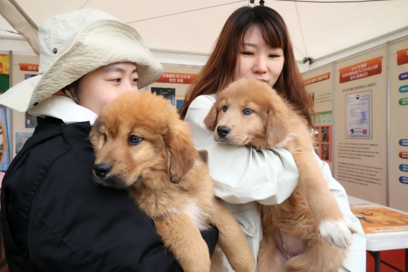 [임실=뉴시스] 김종효 기자 = 임실N펫스타 마지막 날인 5일 전북 임실군 오수의견공원, 방문객들에게 대한민국 국가고유 품종견으로 유엔 'FAO' 품종에 등재된 '오수개'가 소개되고 있다. (사진=임실군 제공) 2025.05.05. photo@newsis.com *재판매 및 DB 금지