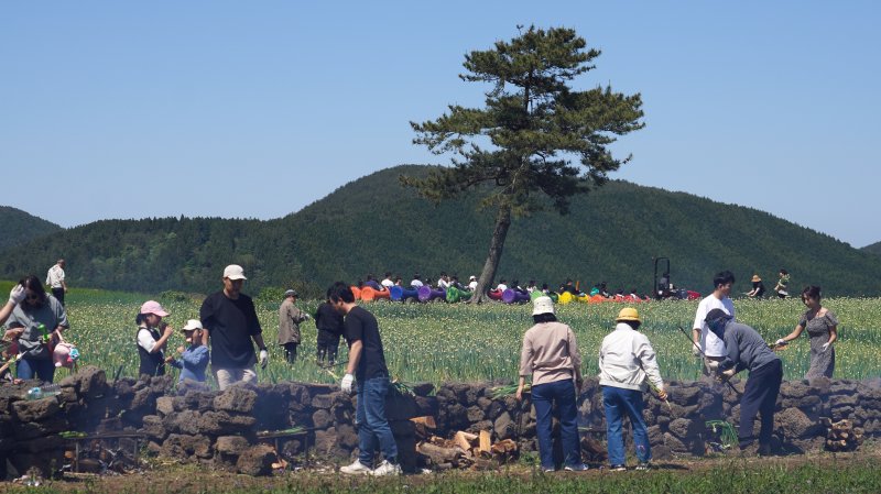 [서귀포=뉴시스] 우장호 기자 = 맑은 날씨를 보인 4일 오후 제주 서귀포시 표선면 보롬왓 농장에서 열린 '파릇파릇 대파축제'에서 입장객들이 대파 구워 먹기 체험을 하며 즐거운 시간을 보내고 있다. 2025.05.04. woo1223@newsis.com