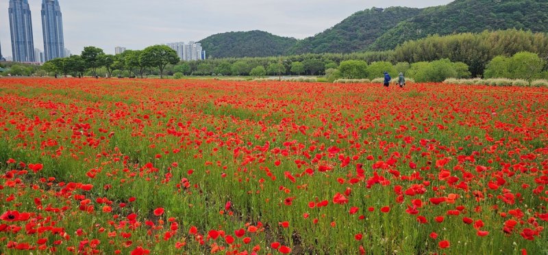 태화강국가정원 꽃양귀비 (출처=연합뉴스)