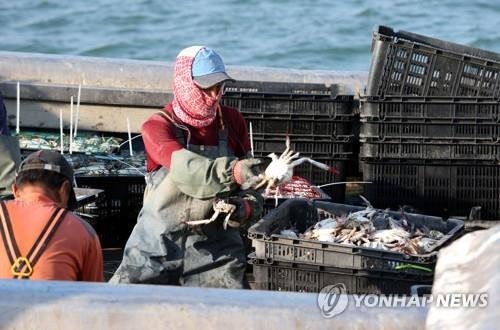 꽃게 작업하는 어민 (출처=연합뉴스)