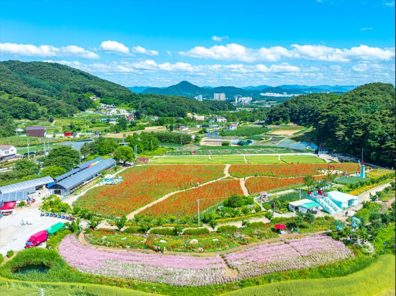 강원 원주시 판부면 용수골 꽃양귀비 축제장 일원. *재판매 및 DB 금지
