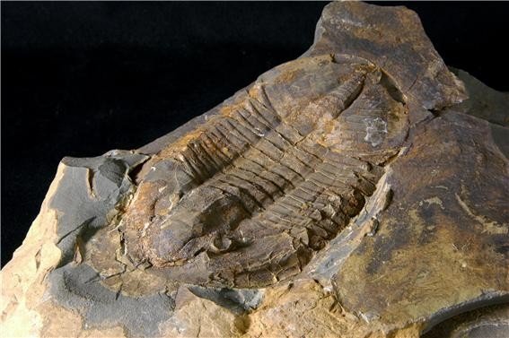 지질박물관이 소장하고 있는 삼엽충 표본 (출처=연합뉴스)