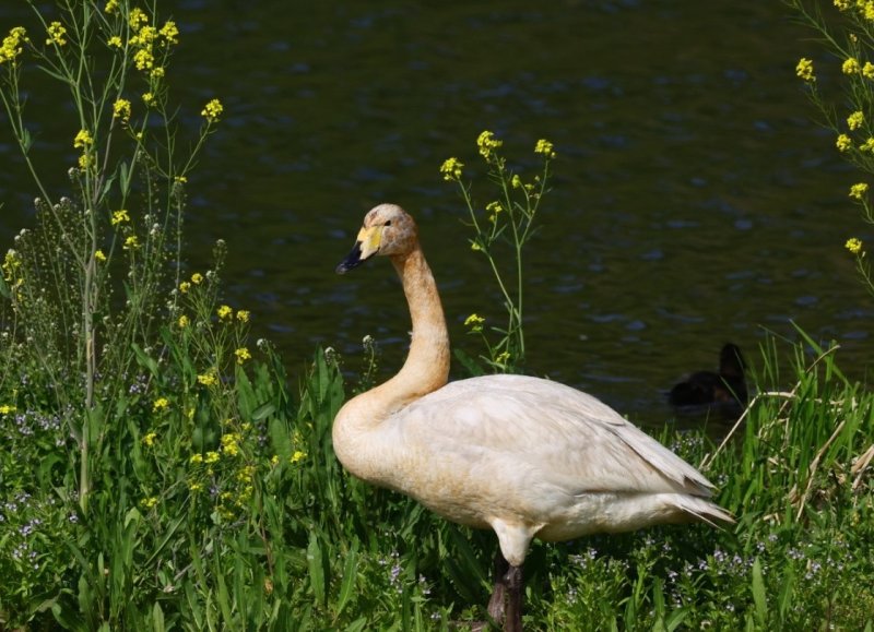윤기득 시민생물학자가 촬영한 큰고니.(울산광역시제공. 재판매 및 DB 금지)