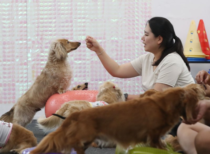 세계 개의 날을 앞두고 애견인이 반려견과 즐거운 시간을 보내고 있다.2023.8.24/뉴스1