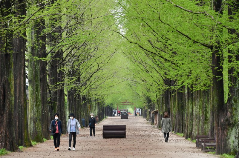 담양 메타세쿼이아 가로수길.(담양군 제공. 재판매 및 DB금지)/뉴스1