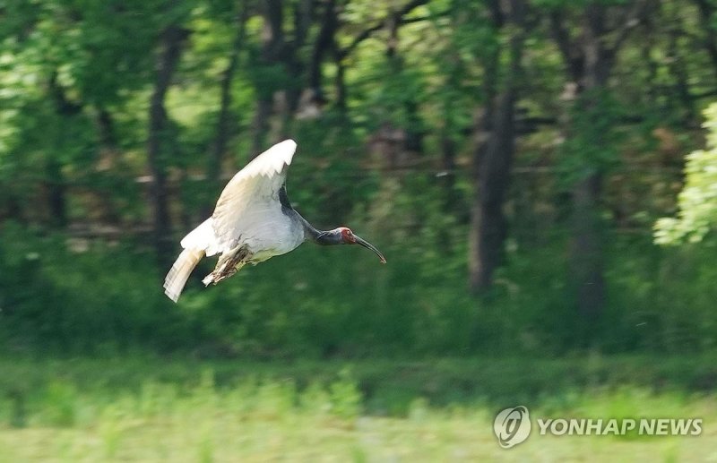 우포따오기 힘찬 날갯짓 (출처=연합뉴스)
