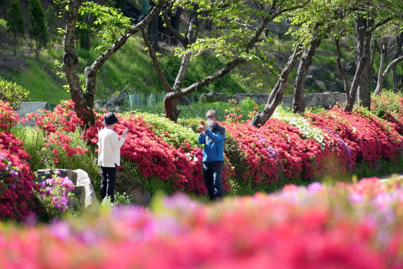 영산홍. 기사 내용과는 무관. (동구 제공) 2023.4.18/뉴스1 ⓒ News1 이승현 기자