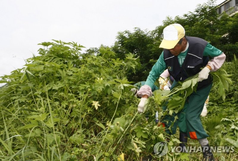 토종식물 위협하는 돼지풀 제거 (출처=연합뉴스)