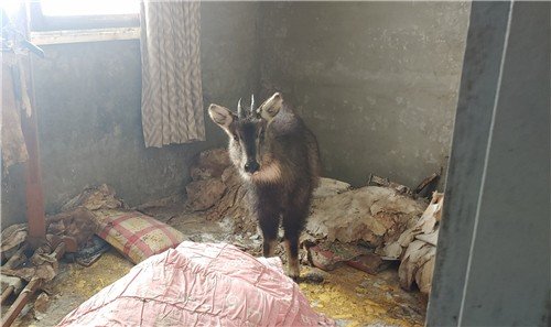 '떼죽음' 사태 속 구조된 산양 5마리, 건강 회복해 자연으로 (출처=연합뉴스)