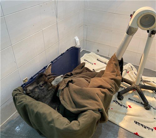 '떼죽음' 사태 속 구조된 산양 5마리, 건강 회복해 자연으로 (출처=연합뉴스)