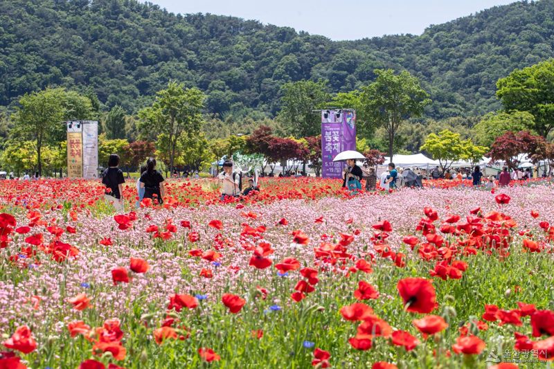 울산 태화강 국가정원이 오는 16~18일 사흘간 2025 봄꽃축제를 개최한다. 꽃양귀비, 작약, 수레국화, 안개초, 금영화 등 5종 6000만 송이 꽃이 관람객을 맞이한다. 사진은 2024 태화강 국가정원 봄꽃축제 모습. 울산시 제공