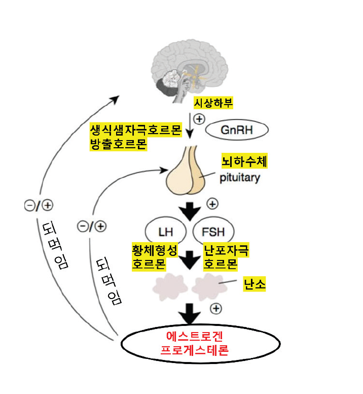 에스트로겐 파도: 배 속에서 미니 사춘기까지의 호르몬 여행기 [안철우 교수의 호르몬 백과사전]