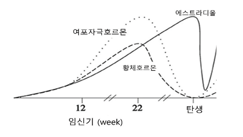 에스트로겐 파도: 배 속에서 미니 사춘기까지의 호르몬 여행기 [안철우 교수의 호르몬 백과사전]