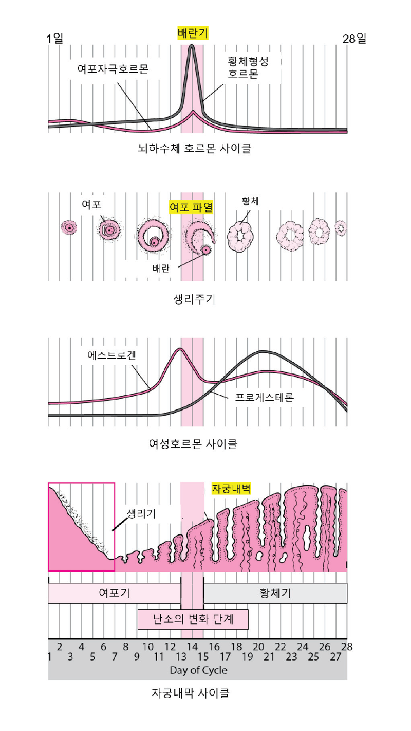 28일간 월경의 마법: 사춘기 소녀를 위한 생리 가이드 [안철우 교수의 호르몬 백과사전]