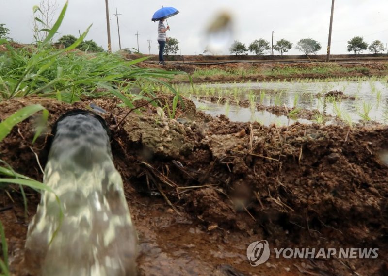 대지 적시는 비 (출처=연합뉴스)