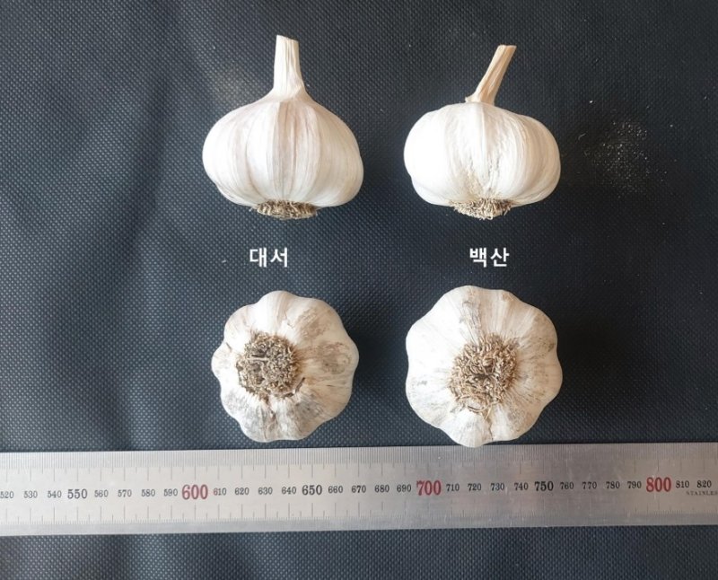 대서마늘과 비교한 신품종 백산 (출처=연합뉴스)