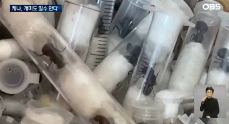 [서울=뉴시스] 아프리카 케냐에서 5000마리가 넘는 개미를 밀반출하려던 남성들이 적발됐다. (사진= 'OBS 뉴스' 유튜브 캡처) 2025.05.08. *재판매 및 DB 금지