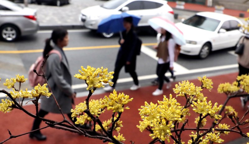 9일 대전·충남은 늦은 새벽부터 충남권 대부분의 지역에 비가 내리기 시작해 아침에 전역으로 확대될 것으로 예보됐다. 충남 공주시 공주대에서 활짝 핀 산수유꽃에 물방울이 맺혀있다. /뉴스1 ⓒ News1 장수영 기자