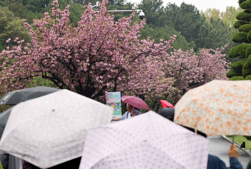 [부산=뉴시스] 하경민 기자 = 봄비가 내린 22일 부산 남구 유엔기념공원을 찾은 외국인 관광객들이 활짝 핀 겹벚꽃을 배경으로 기념사진을 찍고 있다. 2025.04.22. yulnetphoto@newsis.com