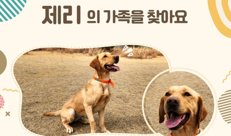 관세청, 마약탐지견 12마리 민간 분양 (출처=연합뉴스)