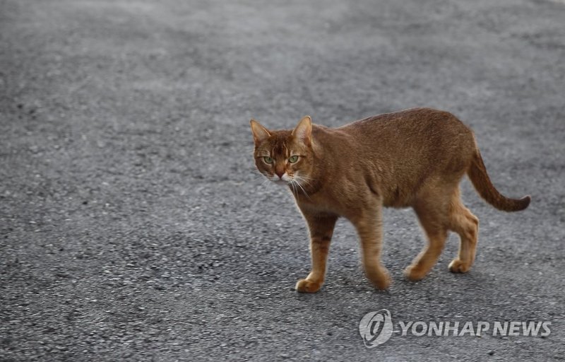 길고양이 (출처=연합뉴스)